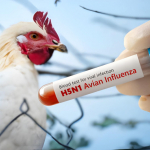 Australia, primo caso H5N1: allerta aviaria nel continente